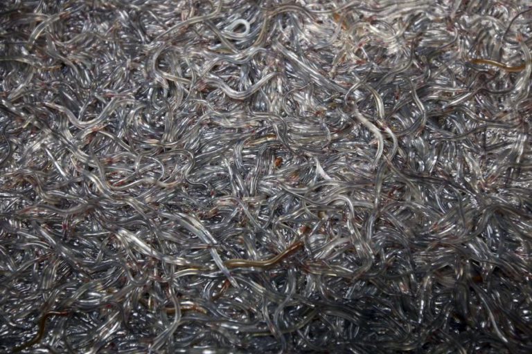 GNR APREENDE 90 MIL EUROS DE MEIXÃO EM VIEIRA DE LEIRIA