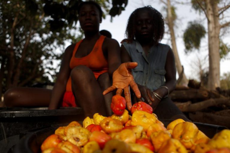 AGRICULTORES GUINEENSES ANSIOSOS PORQUE NINGUÉM LHES COMPRA O CAJU