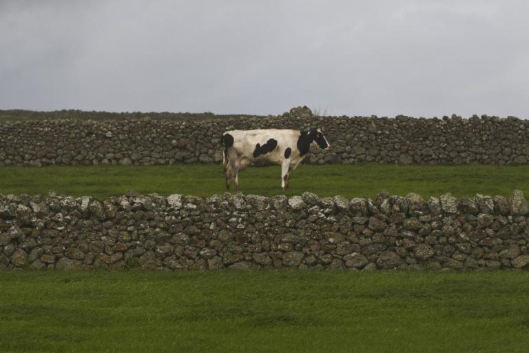 GOVERNO DOS AÇORES E AGRICULTORES DIVERGEM SOBRE ABATE DE MAIS CINCO MIL CABEÇAS DE GADO