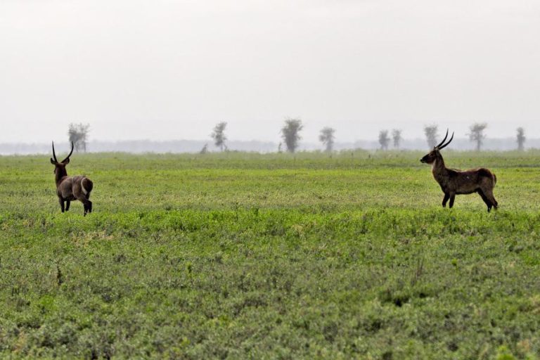 PARQUE NACIONAL DE GORONGOSA ANUNCIA REABERTURA EM MAIO APÓS PASSAGEM DE CICLONE