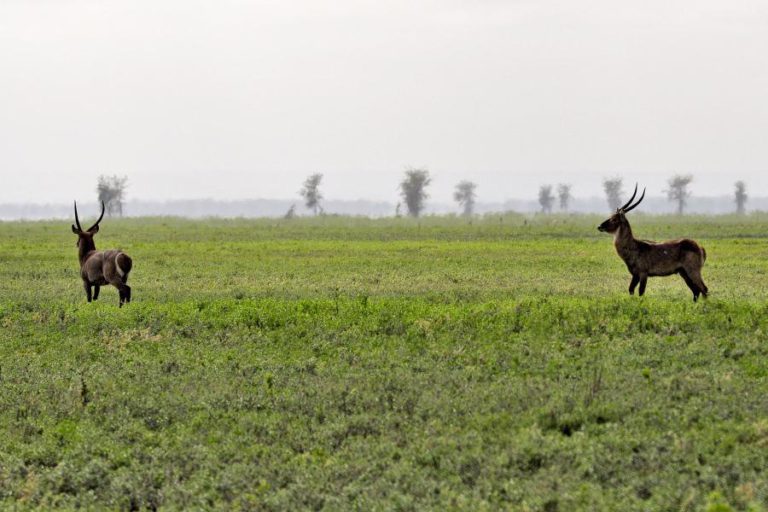 PARQUE NACIONAL DE GORONGOSA ANUNCIA REABERTURA EM MAIO APÓS PASSAGEM DE CICLONE