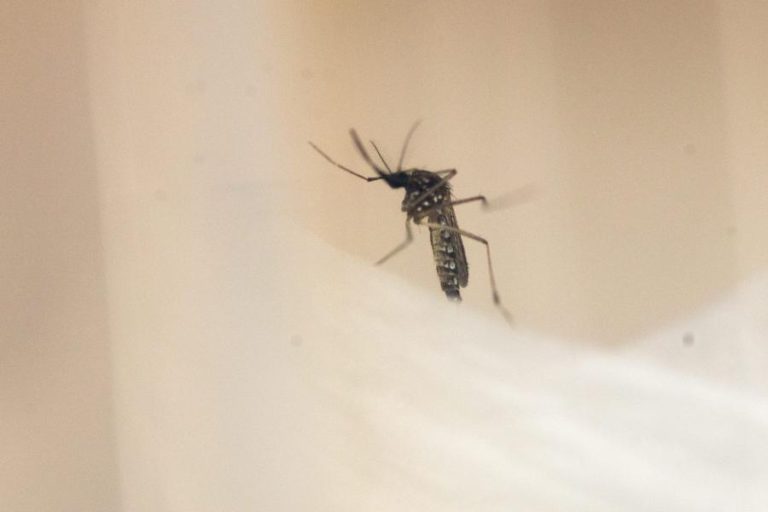 ESPÉCIE DE MOSQUITO TRANSMISSOR DO VÍRUS DA FEBRE DENGUE DETETADO NO ALGARVE
