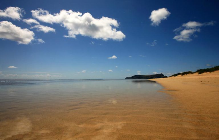 CRIA DE LOBO-MARINHO VOLTOU A APARECER NO AREAL DO PORTO SANTO DEPOIS DE DOIS DIAS FORA
