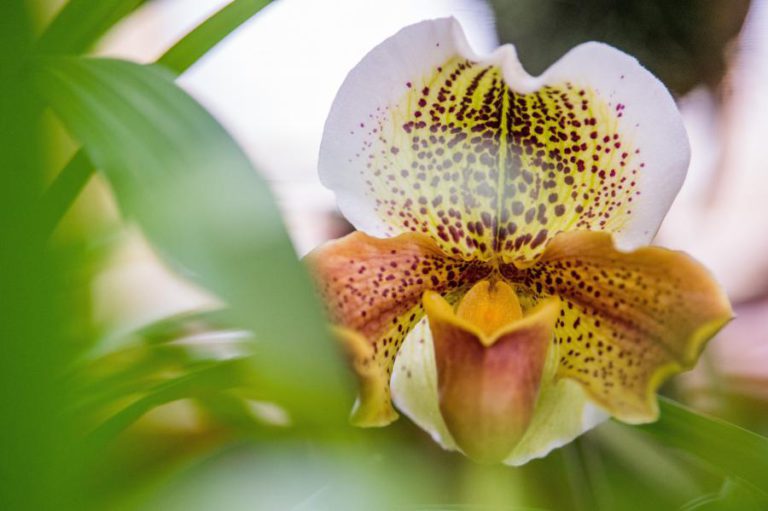 UNIVERSIDADE DE MACAU ANUNCIA DESCOBERTA NA REGENERAÇÃO DE TECIDO ÓSSEO A PARTIR DE UMA ORQUÍDEA