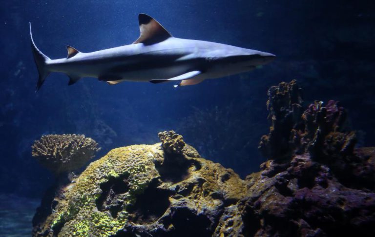 TURISTAS PAGAM POR FOTOS COM TUBARÕES MORTOS E ESQUARTEJADOS EM CABO VERDE