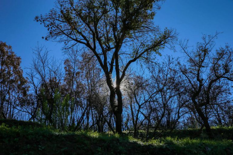 ABERTAS CANDIDATURAS A APOIO NO VALOR DE 20 ME PARA REFORÇO DA DEFESA FLORESTA