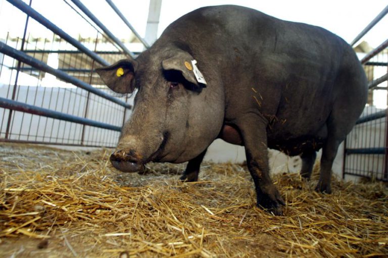 AGROALIMENTARES INSTAM GOVERNO A ADOTAR MEDIDAS ADEQUADAS À GRAVIDADE DA SITUAÇÃO