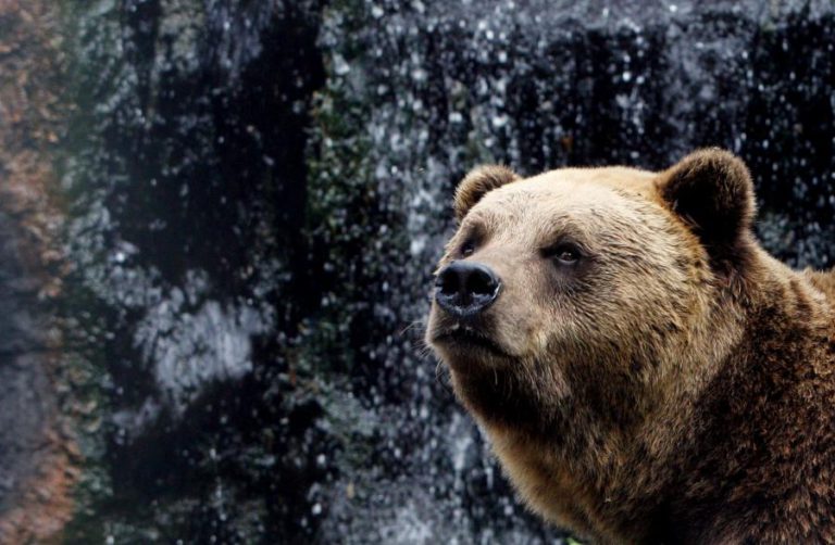 BIÓLOGO DEFENDE PLANO IBÉRICO DE GESTÃO DAS POPULAÇÕES DE URSO-PARDO