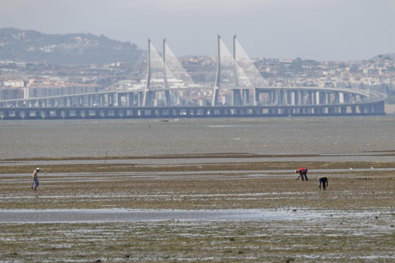 POLÍCIA MARÍTIMA APRENDE MAIS DE TRÊS TONELADAS DE AMÊIJOA NO RIO TEJO