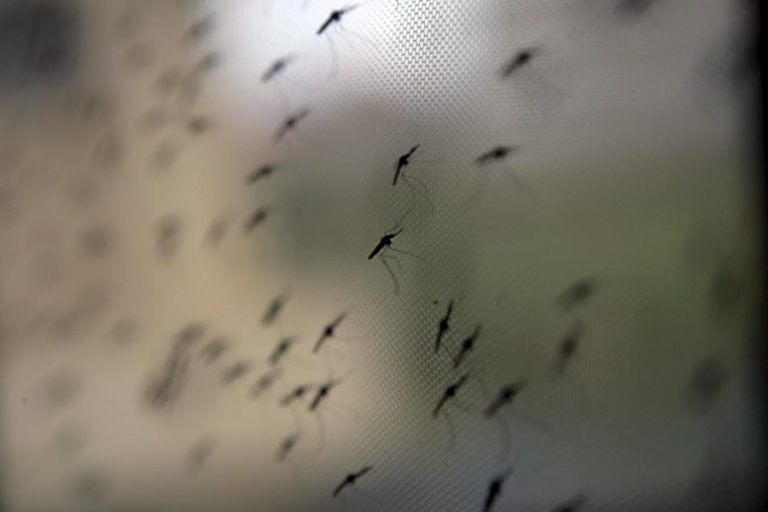 CIENTISTAS DESENVOLVEM EM PORTUGAL TESTE RÁPIDO E BARATO PARA DETETAR MALÁRIA