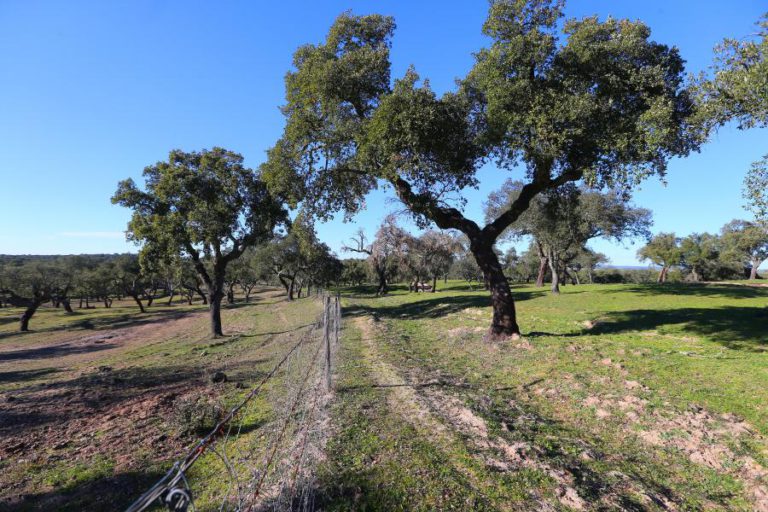 PRÉMIO FOTOGRÁFICO FOCA-SE NO PATRIMÓNIO DO ALENTEJO, CENTRO E EXTREMADURA ESPANHOLA