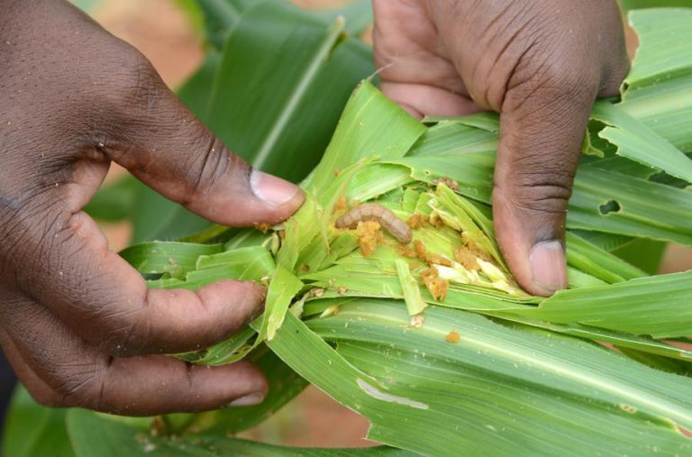 FAO LANÇA APLICAÇÃO PARA CONTROLO DE PRAGA DO MILHO EM MOÇAMBIQUE