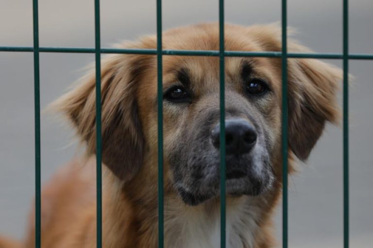 ESPECIALISTA ALERTA QUE AUTORIDADES POLICIAIS DESCONHECEM LEI PARA ANIMAIS EM RISCO DE VIDA