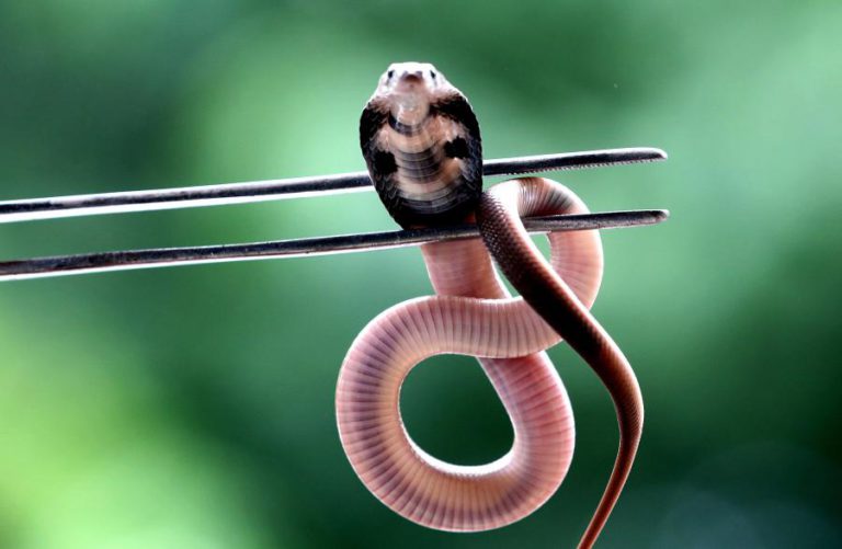 OMS QUER REDUZIR PARA METADE ATÉ 2030 AS MORTES POR MORDIDA DE COBRA