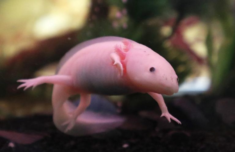 ESPÉCIES DE ANFÍBIOS EM RISCO DE EXTINÇÃO SÃO MAIS DO QUE SE JULGAVA