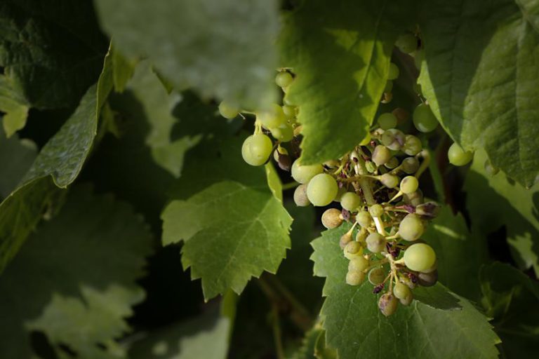 VITICULTORES DEVEM APOSTAR EM CASTAS MAIS RESISTENTES CONTRA ALTERAÇÕES CLIMÁTICAS