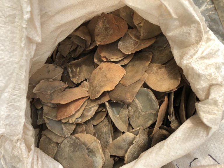 CHINÊS CONDENADO A 20 MESES DE PRISÃO POR CONTRABANDO DE ESCAMAS DE PANGOLIM