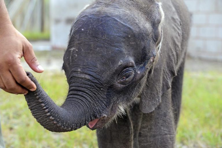 RESERVA ESPECIAL DE MAPUTO SALVA ELEFANTE BEBÉ QUE ALIMENTA A BIBERÃO