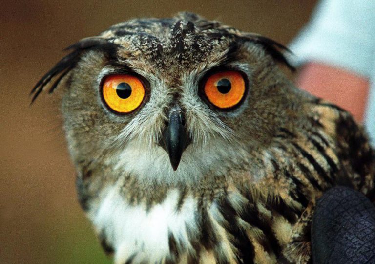 CENTRO AMBIENTAL DO BAIXO SABOR REABILITOU 150 ANIMAIS SELVAGENS EM DOIS ANOS