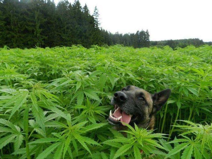 Imagem: cannabiscompany Imagem: cannabiscompany
