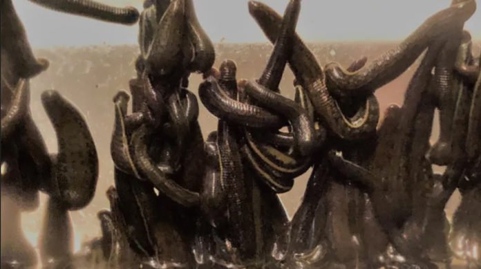 Foto: Environment and Climate Change Canada