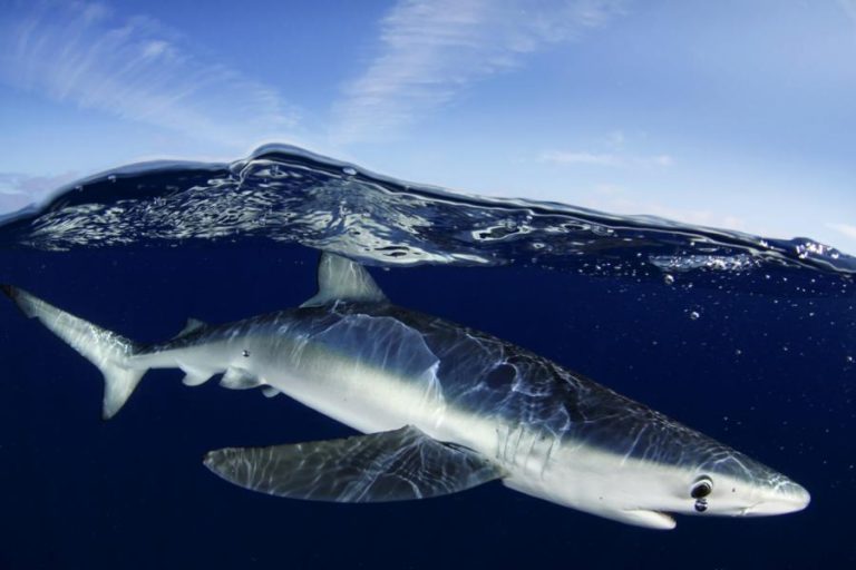 PORTUGUESES E ESPANHÓIS PÕEM POPULAÇÃO DE TUBARÕES EM RISCO, ALERTA GREENPEACE