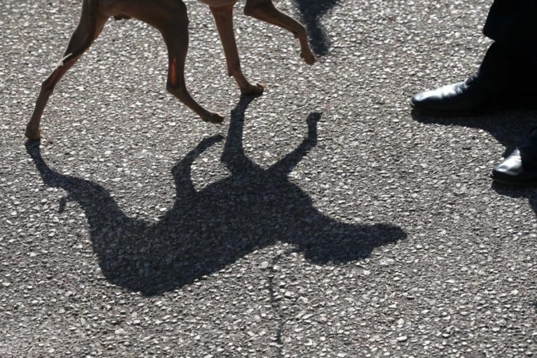 BE E PAN QUEREM PROIBIR CORRIDAS DE CÃES, PARLAMENTO PRONUNCIA-SE DIA 02 DE JULHO