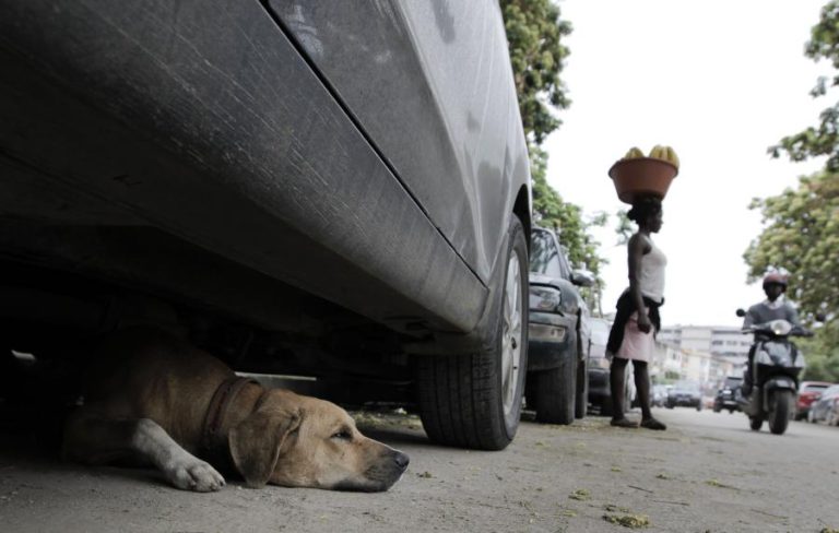 PORTUGAL PODE AJUDAR EM ALTERNATIVAS À ELETROCUSSÃO DE CÃES VADIOS EM CABO VERDE