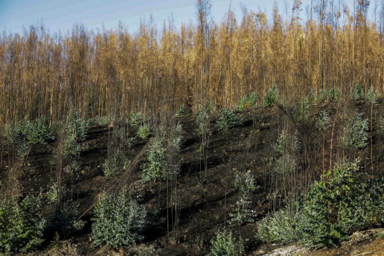 PEDRÓGÃO GRANDE: EUCALIPTOS REGRESSAM A UM TERRITÓRIO COM FERIDAS POR SARAR