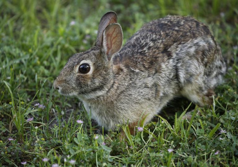 CIENTISTAS IDENTIFICAM VÍRUS QUE ESTÁ A INFETAR AS LEBRES NA PENÍNSULA IBÉRICA