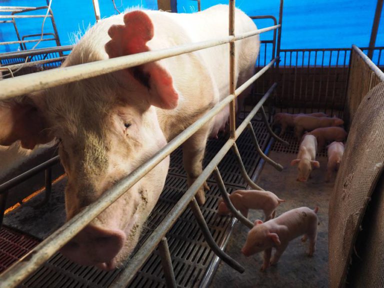 PESTE SUÍNA NA CHINA PODE BENEFICIAR EXPORTAÇÕES DO BRASIL – FÓRUM DE MACAU