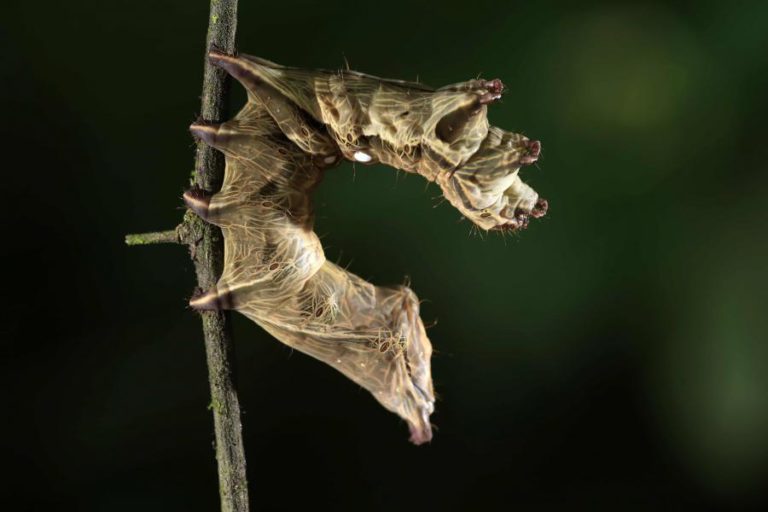 UNIVERSIDADE DO MINHO ESTÁ EM “PROGRAMA REVOLUCIONÁRIO” DE MONITORIZAÇÃO DA BIODIVERSIDADE