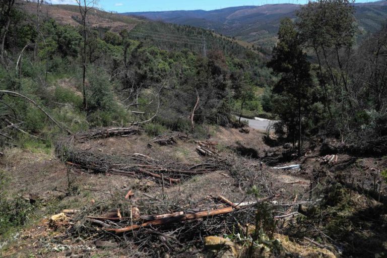 PEDRÓGÃO GRANDE: MAIORIA DA FLORESTA CONTINUA AO ABANDONO
