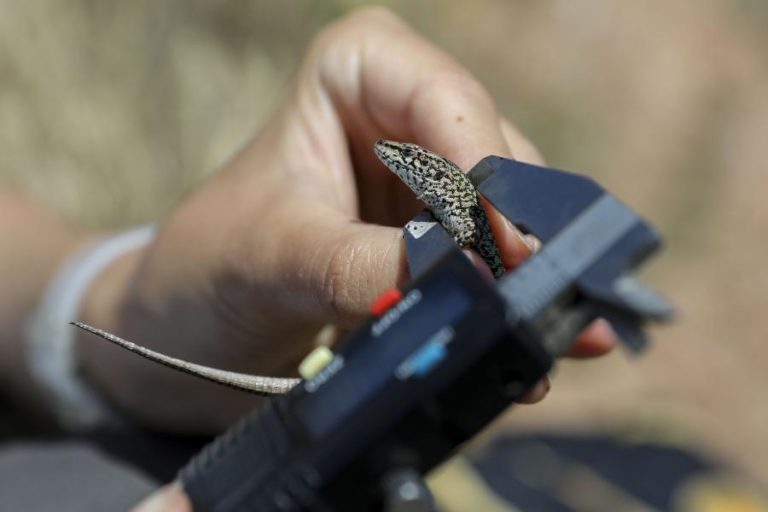 BIÓLOGOS RECUPERAM HABITATS NATURAIS NAS BERLENGAS