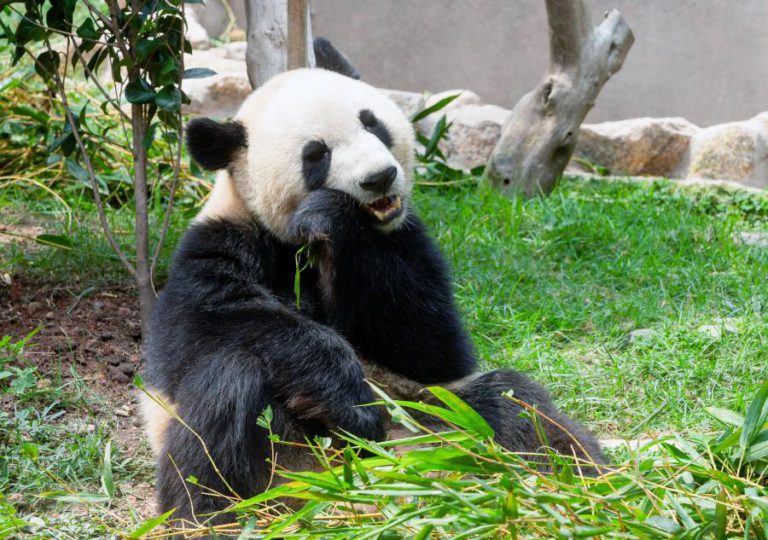 PANDAS GÉMEOS DE MACAU CELEBRAM TERCEIRO ANIVERSÁRIO