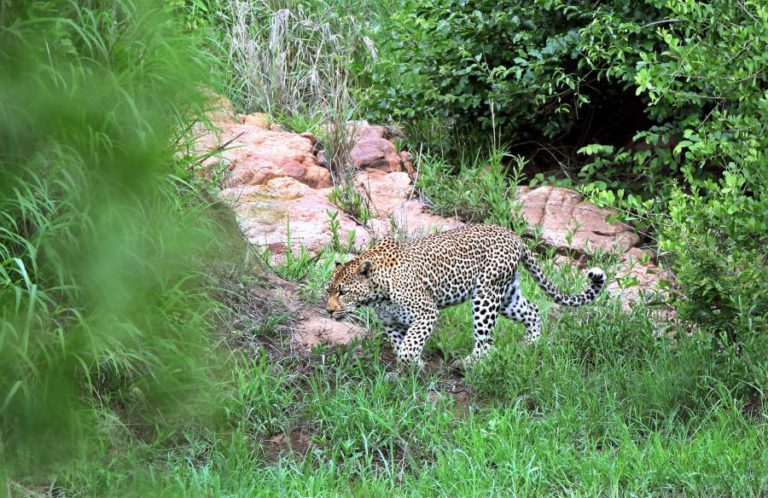 FUTURA MINA DE CARVÃO JUNTO AO PARQUE NACIONAL KRUGER AMEAÇA CONTAMINAR ÁGUA PARA MOÇAMBIQUE