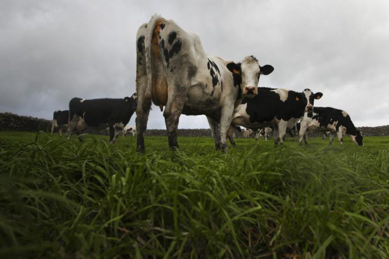 GOVERNO DOS AÇORES PRETENDE CERTIFICAÇÃO OFICIAL DO LEITE DE PASTAGEM