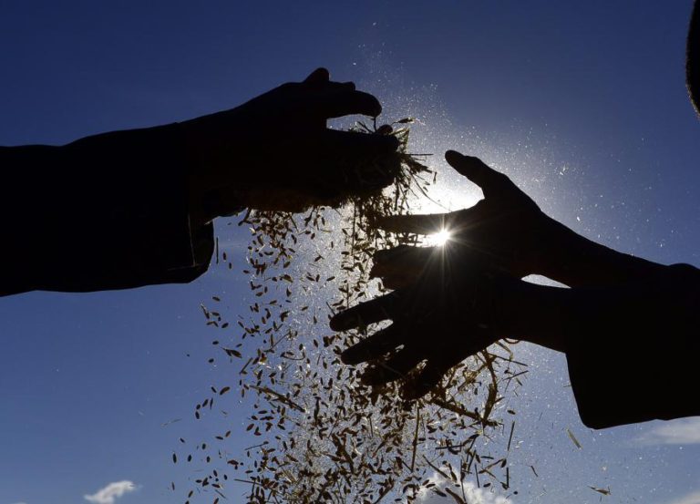 PREVISÕES AGRÍCOLAS APONTAM PARA “DIMINUIÇÃO GENERALIZADA” DOS CEREAIS DE OUTONO/INVERNO