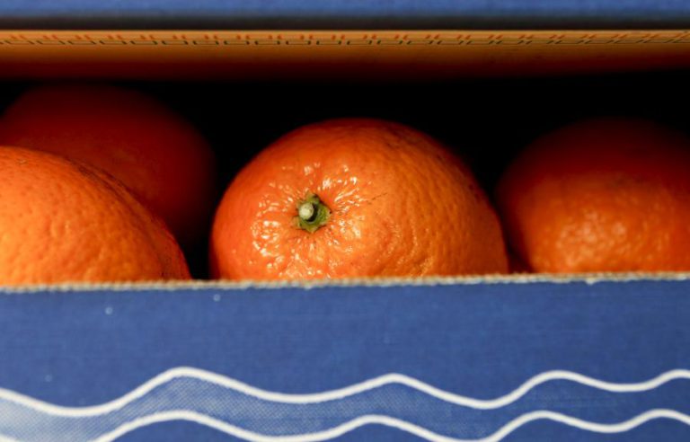 PRODUÇÃO DE LARANJA ATINGE NÍVEL MAIS ELEVADO EM MAIS DE 30 ANOS EM 2018