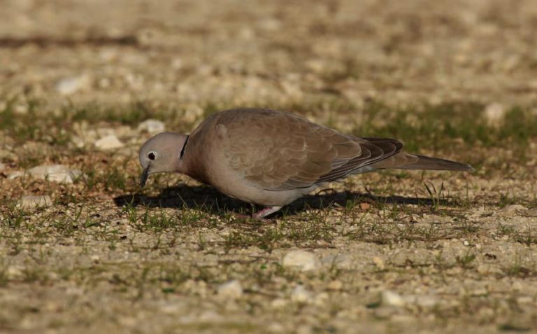 CAÇAR ROLAS ESTE ANO SÓ DE MANHÃ E EM 2020 APENAS DURANTE QUATRO DIAS