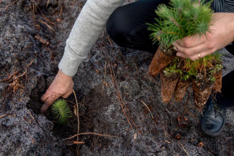 MAIS DE MIL HECTARES JÁ FORAM REARBORIZADOS NO PINHAL DE LEIRIA