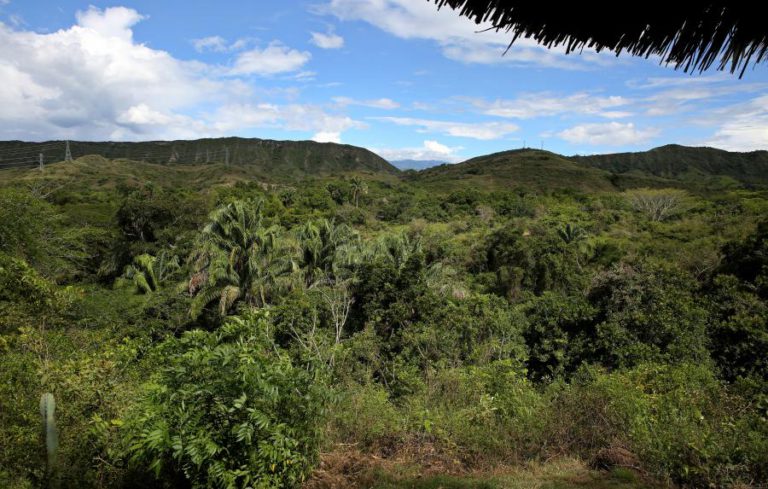 DESFLORESTAÇÃO E ALTERAÇÕES CLIMÁTICAS AUMENTAM RISCOS DE EXTINÇÃO NAS ZONAS TROPICAIS – ESTUDO