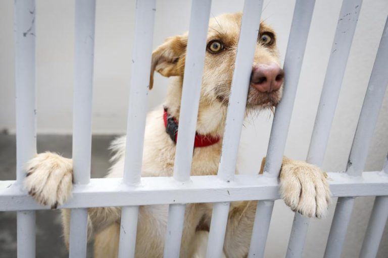 SISTEMA PARA COMBATER ABANDONOS DE ANIMAIS DE COMPANHIA ENTRA EM FUNCIONAMENTO EM OUTUBRO