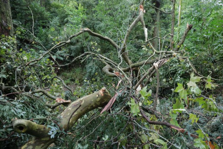GOVERNO ANGOLANO RECOMENDA NOVOS USOS PARA A MADEIRA DOS POLÍGONOS FLORESTAIS