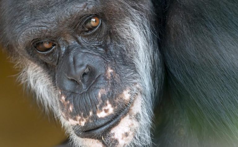 RESTAM 250.000 CHIMPANZÉS NO CONTINENTE AFRICANO