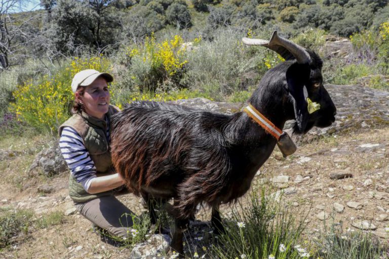 INÉS, A CABREIRA DA ESPERANÇA PARA UM MUNDO EM AGONIA NA EUROPA