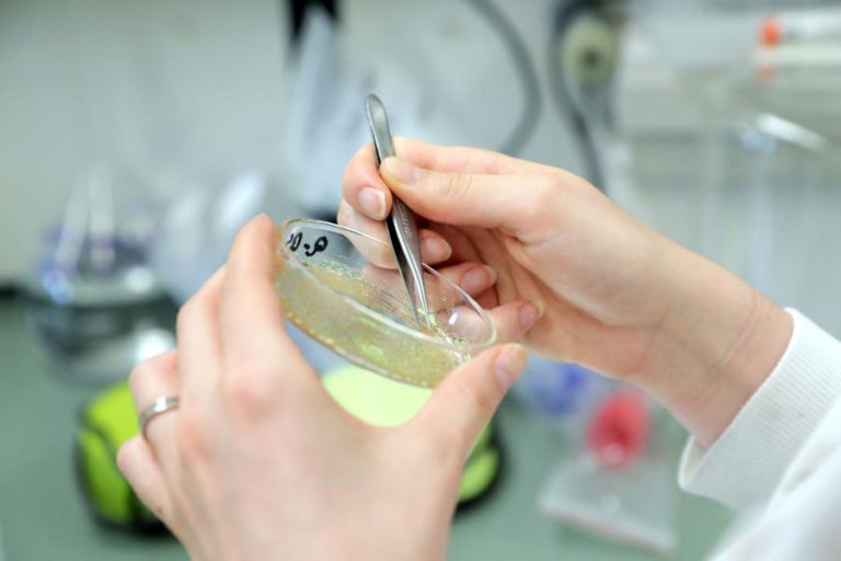 ENTRE O MAR E O LABORATÓRIO PROCURAM-SE NOVAS SOLUÇÕES PARA A SAÚDE E A ALIMENTAÇÃO