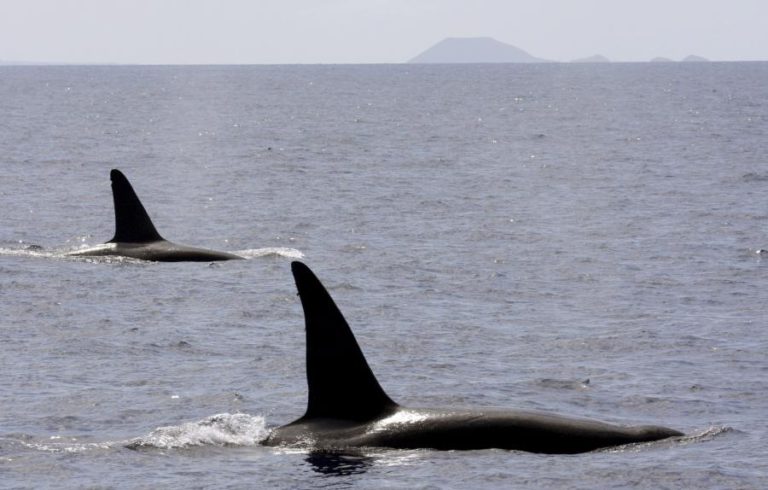 TRÊS ORCAS EM CATIVEIRO NA RÚSSIA TRANSPORTADAS RUMO À LIBERTAÇÃO