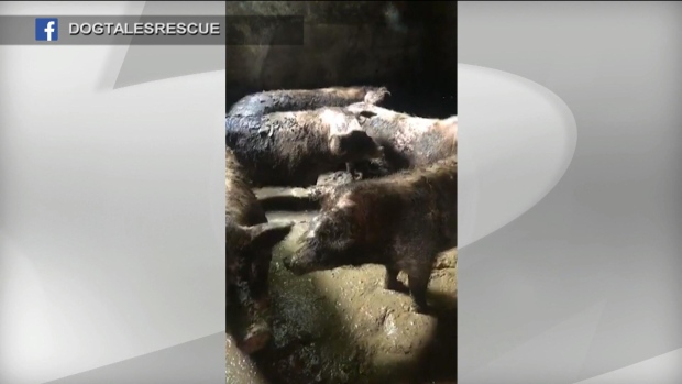 Foto: Dog Tales Rescue Facebook