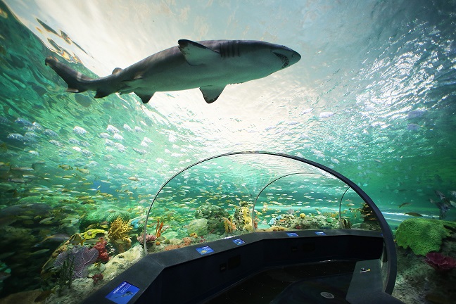 Foto: Ripleys Aquarium of Canada